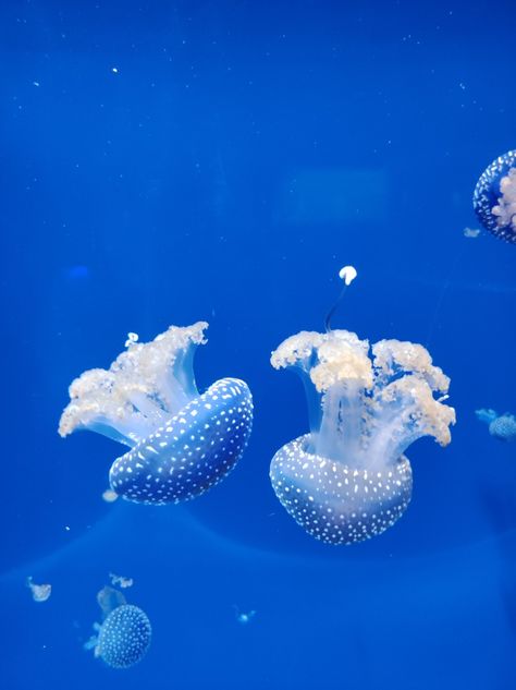 Two Jellyfish, 2 Jellyfish, Jellyfish Aesthetic, Sea Jellies, Princess Jellyfish, Two Cuties, Blue Jellyfish, Whale Shark, Silly Animals