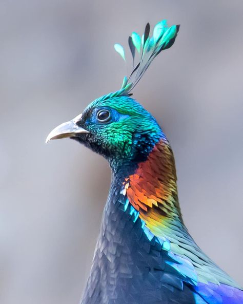 Himalayan Monal, Test Your Iq, Bbc Earth, State Birds, Color Sorting, Nature Sounds, Exotic Birds, Pretty Birds, Pet Puppy