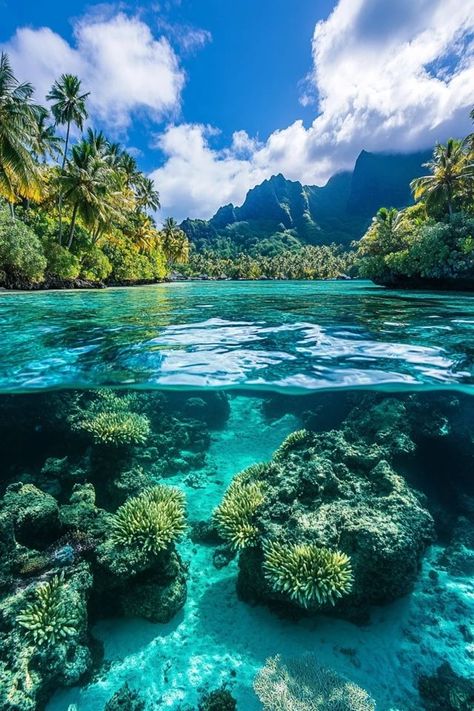 "🌴🌺 Dive into paradise with a tropical escape to Bora Bora! Discover crystal-clear waters, lush overwater bungalows, and serene beauty. Swipe through our carousel for a glimpse of this dreamy destination. 🏝️✨ #BoraBora #TropicalParadise #TravelGoals" Bora Bora Things To Do, Bora Bora Aesthetic, French Polynesian Islands, Bora Bora Island, Bora Bora Honeymoon, Bora Bora French Polynesia, Fiji Travel, Beautiful Ocean Pictures, Overwater Bungalows