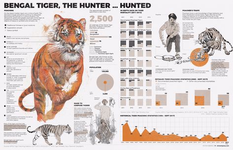 Victor Abarca Lizana on Twitter: ""National Geographic" BENGAL TIGER THE HUNTER...HUNTED Tiger is killed by poaching gangs in different places in India. This infographic shows how who and where the tiger is hunted at https://t.co/Ieaa81lcJv 1 my sources: @NatGeo #Infographics #infografias #NationalGeographic… https://t.co/ymhsX0nkcV" Visual Communication Design, Bengal Tiger, Visual Media, Communication Design, The Hunter, The Tiger, Visual Communication, National Geographic