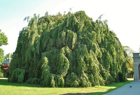 Weeping European Beech Tree Beach Tree, Fagus Sylvatica, Flowering Bushes, Beech Tree, Newport Ri, Plant List, Dream House Decor, Green Thumb, Cactus Plants