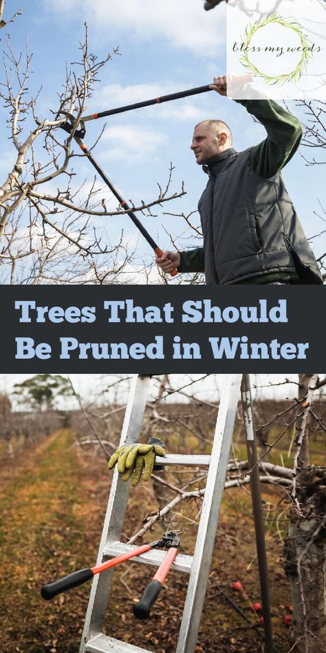 Tree Pruning Tips, Tree Trimming Ideas, Propagating Trees, How To Prune Trees, Growing Money, Apple Tree Care, Pruning Apple Trees, Pruning Trees, Fruit Trees Backyard