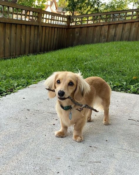 Golden Dashund Puppy, Funny Pics Of Dogs, Pics Of Dogs, Baby Dachshund, Dog Spaces, Long Haired Dachshund, Pictures Of Dogs, Very Cute Dogs, Weenie Dogs