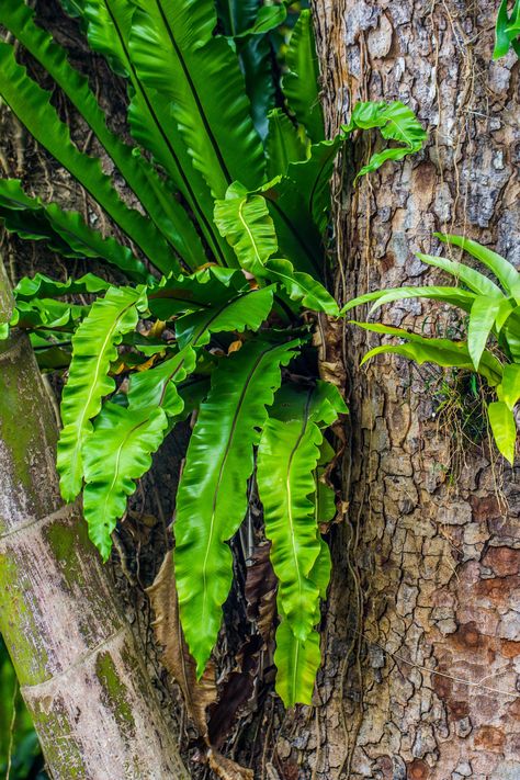 Asplenium nidus fern Asplenium Nidus, Mark Making, Last One, The Tree, Fern, Glass Art, Plants