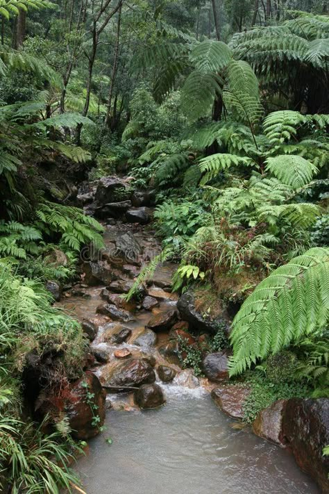 Wet in the rain forest. A small stream surrounded by wet ferns and trees , #affiliate, #forest, #small, #Wet, #rain, #stream #ad Tropical Wet Evergreen Forest, Tropical Evergreen Forest, Apothecary Garden, Wet Forest, Panorama Alam, Tropical Rain Forest, The Sound Of Rain, Tropical Forests, Live Aquarium Plants