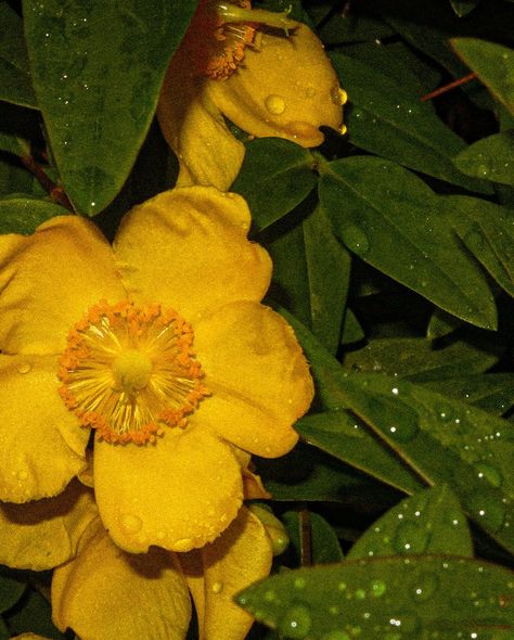 Up close and personal with nature 🌼📸 #photography #nature #closeup Close Up Photography, Ap Art, Mother Nature, Close Up, Photography, Art