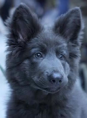 Alyssa Animal, Blue Shepherd, Blue German Shepherd, Domesticated Animals, Black German Shepherd, Blue Bay, Shepherd Puppy, Wolf Dog, Sweet Dogs