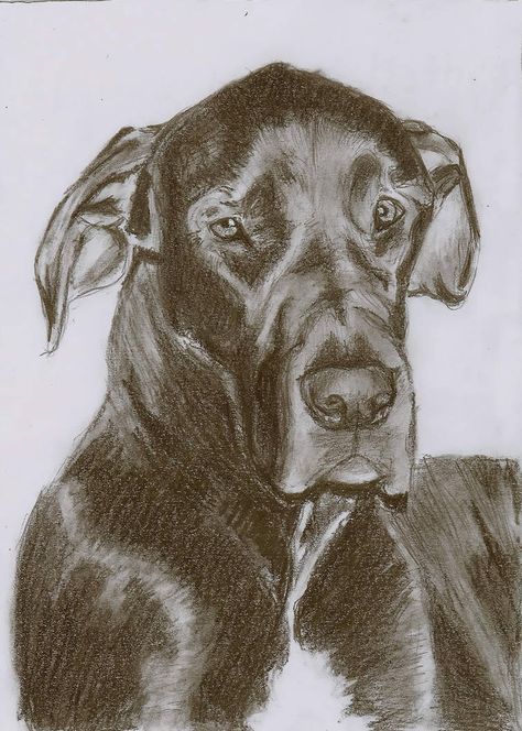 Cartoon Great Dane, Great Dane Sketch, Dog Drawing Reference, Dog Sketches, Great Dane Funny, Cute Dog Costumes, Dane Puppies, Taken 2, Great Danes