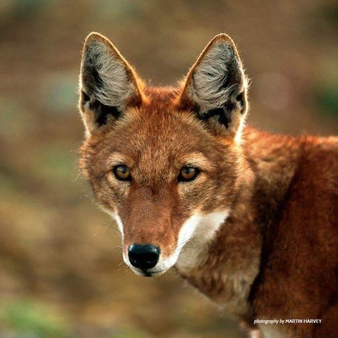 The Ethiopian wolf is Africa's most endangered carnivore. There are only 360 to 440 left. http://bit.ly/2UbaT2j Wolf Heterochromia, Melanistic Maned Wolf, African Wild Dog Therian, White Wolf With Yellow Eyes, Ethiopian Wolf, Wild Animals Pictures, African Wildlife, Wild Dogs, Animals Wild