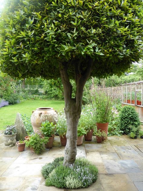 A mini thyme lawn, inspired by Sissinghurst, thrives under a clipped bay tree despite the shady conditions. White Lilac Tree, Thyme Lawn, Bay Leaf Tree, Grass Painting, Bay Tree, Australian Garden, Big Garden, Garden Trees, Back Garden