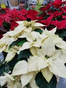 Filipina Debut, Poinsettia Care, Rock Lamp, Front Flower Beds, Salt Rock, Poinsettia Plant, White Poinsettia, Household Plants, Sun Garden