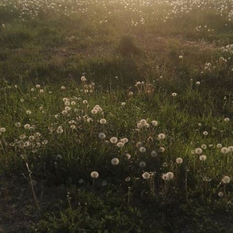 Green Academia Aesthetic, Dark Academia Green, Green Academia, Dark Naturalism, Green Pictures, Dark Green Aesthetic, Dark Nature Aesthetic, Dark Academia Aesthetic, Spring Aesthetic