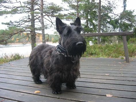 How Much Does a Scottish Terrier Cost? (2022 Price Guide) | Hepper Scottie Puppies, Scottish Terrier Puppy, English Terrier, Trumpeter Swan, Australian Terrier, Irish Terrier, Highlands Terrier, Terrier Breeds, Loyal Dogs