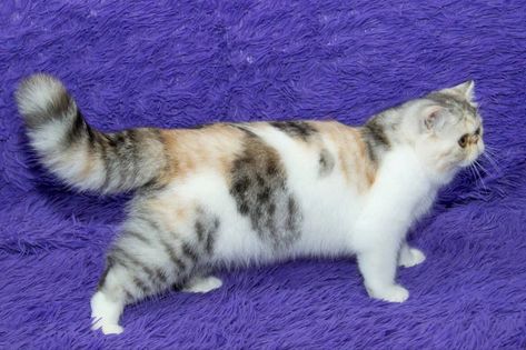 🐱 Exotic Shorthair 📸 My Felidae 🎨 Black Silver Spotted Tortoiseshell Tabby Bicolor Spotted Cat, Exotic Shorthair, Curious Cat, Cat Colors, Tabby Cat, Tortoise Shell, Black Silver, Silver, Black