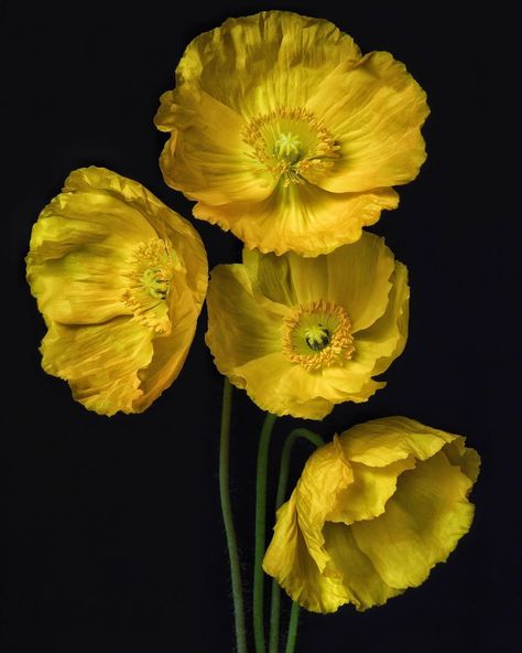 Don Mccullin, Yellow Poppies, Yellow Poppy, Flowers Yellow, Cute Flower Wallpapers, Poppy Flowers, Yellow Aesthetic, Instagram Photography, Poppy Flower