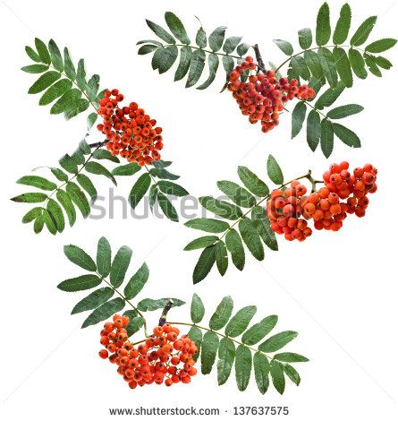 Bunch of red rowan berries  Collection Close up isolated on white - stock photo Mountain Ash Tattoo, Rowan Berry Tattoo, Rowan Plant, Neoclassical Tattoo, Helm Tattoo, Painting Snake, Painting Plants, Plants Painting, Rowan Berries