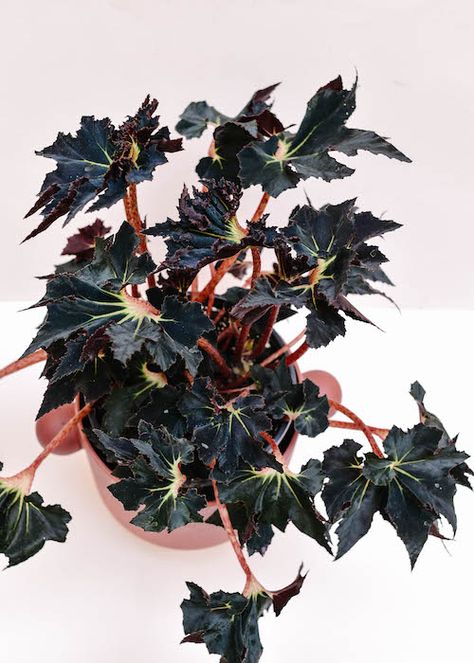 Black House Plants, Exotic Plants Indoor, Rare Begonia, Goth Plants, Begonia Varieties, Alien Plants, Goth Garden, Gothic Garden, Purple Plants