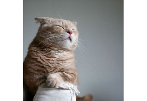 Meditating Cat, Wow Photo, Cat Faces, Cutest Animals, Sleepy Cat, Cat Photography, Ginger Cats, Cute Kittens, Baby Cats