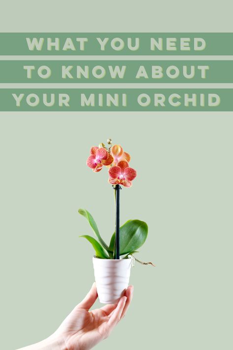 Magic Garden Aesthetic, Mini Orchids, Orchid Terrarium, Phalaenopsis Orchid Care, Indoor Orchids, Orchid Fertilizer, Orchids Painting, Orchid Plant Care, Orchid Photography