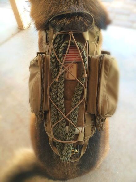 Sneak Peek - US PALM K9 Gear - Soldier Systems Daily Dog Equipment, Service Dogs Gear, Military Working Dogs, Military Dogs, Dog Backpack, Dog Clothes Patterns, Dog Vest, Dog Gear, Working Dogs