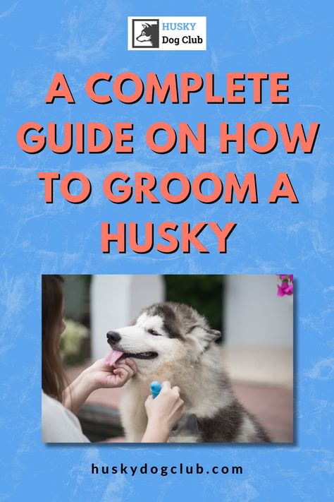 Trying to find out the best way how to groom a husky? 🛁 Don't fret, we've got your back! Step into our grooming guide in this blog post and master the art of maintaining your husky's glorious fur. It's not just about aesthetics, it's a labor of love. Dive in now! #HuskyGrooming101 Husky Haircut, Husky Grooming, Grooming Hacks, Alaskan Husky, Love Dive, Dead Hair, Grooming Style, Dog Club, My Husky