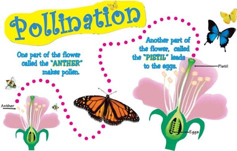 Do you know how pollination happens? How do animals help plants with the process? Read some fun facts about pollination and fertilization of plants here: http://easyscienceforkids.com/all-about-pollination/ Pollination Activity, Bugs Preschool, Planting For Kids, Plants Unit, Plant Activities, Fun Facts About Animals, Cool Science Facts, Animal Help, Plant Science