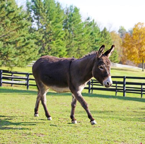 Coat Ideas, Mini Donkey, Cute Donkey, Horse Inspiration, Travel Outdoors, The Donkey, Donkeys, Love Pet, Animal Quotes