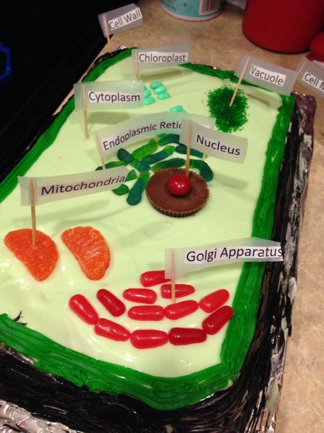 Edible plant cell cake- key lime cake & candy Edible Plant Cell, Cell Lab, 3d Cell Project, Plant Cell Cake, Edible Animal Cell, 3d Plant Cell, Edible Cell Project, Cell Cake, Plant Cell Project