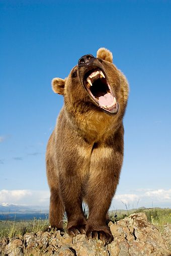 Bear Growling Drawing, Bear Growling, Aggressive Bear, Grizzly Bear Standing, Growling Bear, Wolverine Animal, Bear Character Design, Bear Standing, Monster Board