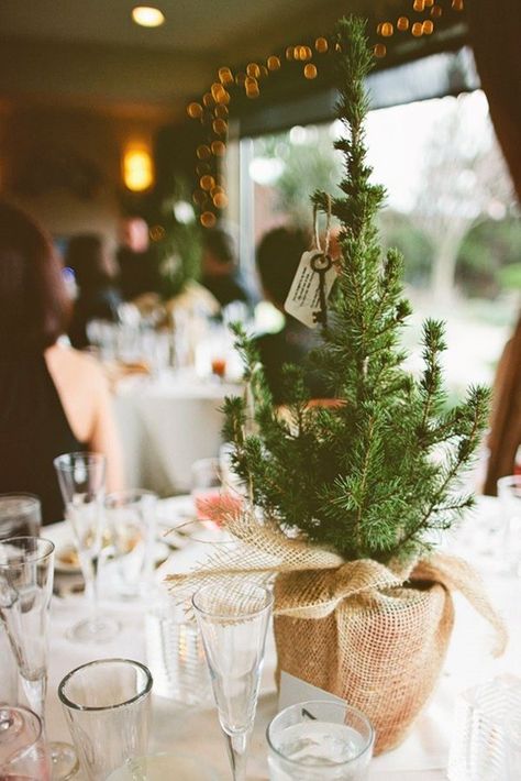 Pull off a minimal fall wedding with mini pine tree centerpieces. Buffet Displays, Cheap Wedding Table Centerpieces, Christmas Wedding Centerpieces, Tree Wedding Centerpieces, Evergreen Wedding, Trees Wedding, Winter Wedding Table, Christmas Bride, Winter Wedding Centerpieces