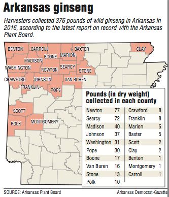 A map showing Arkansas counties that collected wild ginseng Foraging In Arkansas, Arkansas Foraging, Growing Ginseng, Foraging Plants, Ginseng Plant, Eastern Canada, Ozark Mountains, Forest Service, Harvest Season