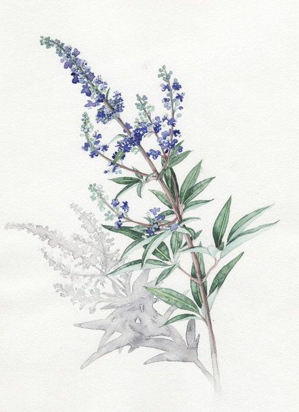 Vitex agnus castus (Chaste tree) Vitex Tree, Vitex Agnus Castus, Herbal Health, Agnus Castus, Chaste Tree, Tree Sketches, Greek Tattoos, Tree Drawing, Tree Tattoo