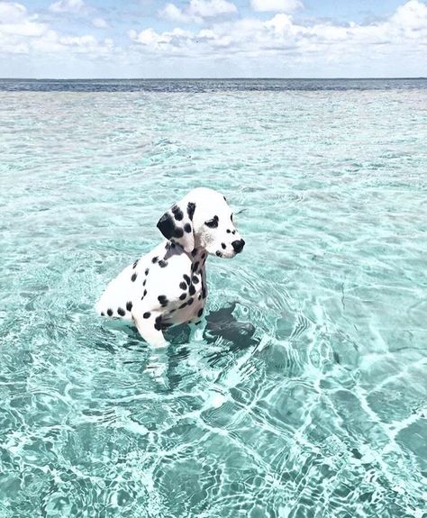 Dalmatian, The Ocean, Swimming, Water