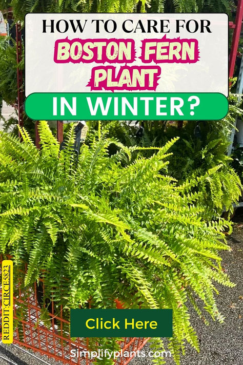 "Discover essential tips on how to bring your Boston Fern indoors for  winter! This guide covers Boston Fern care, including when to bring plants  indoors during winter and best practices for overwintering. Learn about  indoor Boston Ferns, their specific care needs, and how to create a  thriving fern garden. From choosing the right fern planters to ensuring  proper winter care, ensure your Boston Ferns thrive all season long. Winterizing Boston Ferns, Boston Fern Plant, Overwintering Boston Ferns, How To Winterize Boston Ferns, Christmas Fern Decor, Caring For Ferns Indoors, Autumn Fern Care, How To Grow Ferns, Over Wintering Boston Ferns