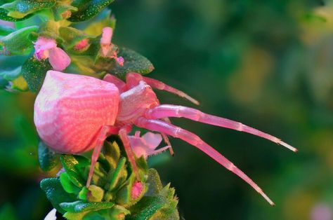 Pretty in pink? Spiders Photography, Spider Photography, Photos Of Butterflies, Arachnids Spiders, Crab Spider, Spider Species, Cool Insects, Cool Bugs, Beautiful Bugs