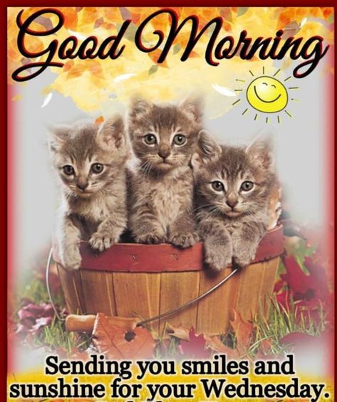 Wednesday Morning Quotes, Wednesday Greetings, Wednesday Wishes, Wednesday Blessings, Good Morning Cat, Good Morning Posters, Morning Wednesday, Good Morning Smiley, Good Wednesday