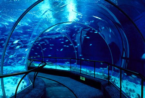 The Shanghai Ocean Aquarium in China features a 390ft underwater tunnel that allows visitors to walk through a coastal reef and open ocean without getting wet. Open Ocean Underwater, Underwater Building, Aquarium Tunnel, Underwater Tunnel, Aquarium Architecture, Aquarium Pictures, Ocean Aquarium, Self Sustaining, Underwater City