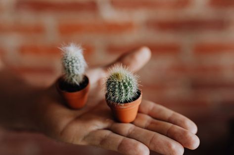 Free stock photos of nature - Kaboompics Cactus Pears, Miniature Pot, Cactus Care, Tiny Cactus, Pot Garden, Cute Cactus, Hanging Succulents, Nice Pic, Crassula Ovata