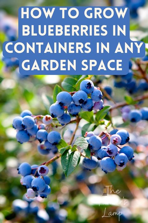 Blueberries growing on a bush Growing Berries In Raised Beds, Planting Blueberries How To Grow, How To Grow Blueberries In A Pot, Growing Blueberries In Containers, Blueberry Plants In Pots, How To Grow Blueberries, Blueberries Planting, Container Blueberries, Blueberries Plant