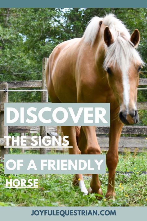 🐴 Curious about how to tell if a horse is friendly? 🐴 Check out this informative article on our website! Whether you're a seasoned equestrian or a horse lover, understanding a horse's behavior is key. Learn the signs of friendliness and build a stronger bond with your equine friends. Let's dive into the world of horse communication together! #JoyfulEquestrian #HorseFriendly #EquestrianLife Horse Behavior Signs, Leasing Horses, Silent Language, Horse Behavior, Equine Care, Horse Information, Horse Care Tips, Reining Horses, Equine Therapy