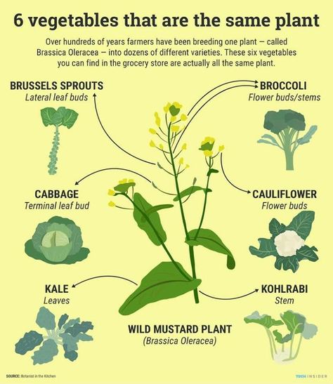 6 Plants that are the same - National Garden Bureau - Foodscaping Unusual diagramatic representation of a plant family from the Botanist in the Kitchen Mustard Plant, Food Charts, Different Vegetables, Food Facts, Flower Bud, Brussel Sprouts, Sprouts, Different Types, Broccoli