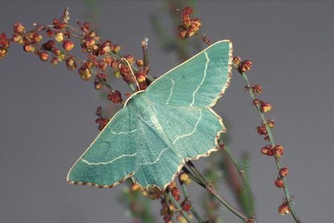 Uk Moths, Emerald Moth, Mushroom Outfit, Rosy Maple Moth, Insect Wings, Moth Wings, Texture Inspiration, Beautiful Bugs, Bugs And Insects