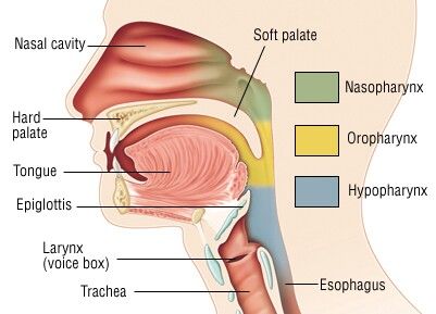 Tubes Throat Anatomy, Soft Palate, Human Voice, Billing Software, Medical School Essentials, Human Anatomy And Physiology, Medical Anatomy, Health Guide, Respiratory System