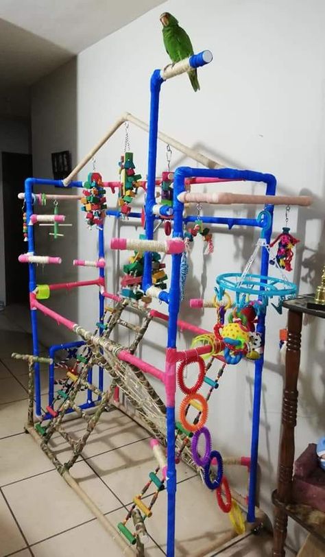 Parrot Ideas, Bird Enrichment, Bird Play Gym, Parrot Play Stand, Diy Parrot Toys, Eclectus Parrot, Diy Bird Toys, Parrot Stand, Parrot Pet