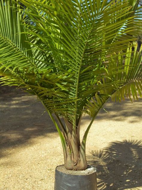 Tips about Caring for Majestic Palms (Ravenea rivularis) | Palms Online Australia Palm Plant Indoor, Palm Plant Care, Palm Tree Care, Palm Tree Types, Potted Palm Trees, Palm Trees Garden, Indoor Palm Trees, Contemporary Luxe, Majesty Palm