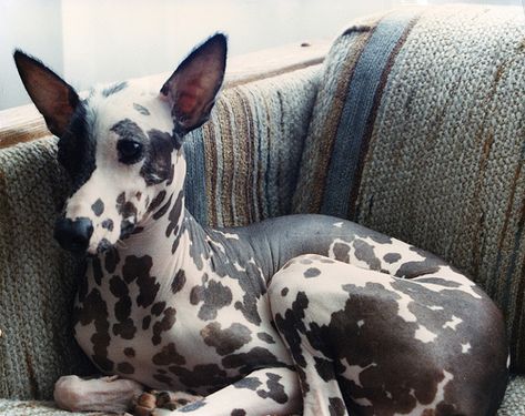 My next dog.... Peruvian Inca Orchid. I want one!! pretty hairless dog!! Peruvian Inca Orchid Dog, Peruvian Inca Orchid, Hairless Animals, Hairless Dogs, Peruvian Hairless Dog, Unusual Dog Breeds, Mexican Hairless Dog, Hairless Dog, Rare Dogs