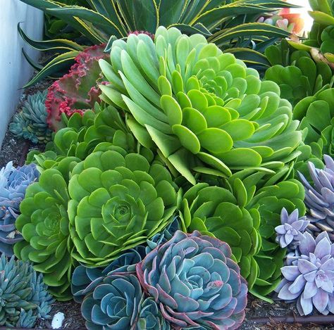 Aeonium Urbicum, Aeonium Succulents, Succulent Leaves, Balcony Window, Window Garden, Clean Pots, Cactus Planter, Succulent Soil, Succulent Gardening