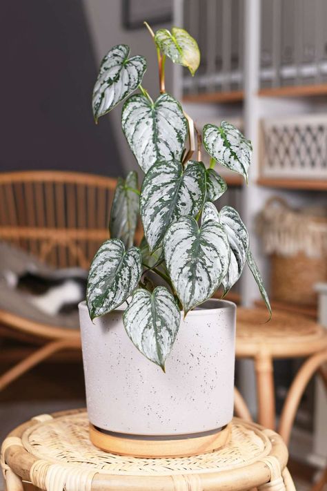 Philodendron Brandtianum, Apple Plant, Popular House Plants, Begonia Maculata, Ficus Lyrata, Low Light Plants, Indoor Herb Garden, White Planters, Succulent Care