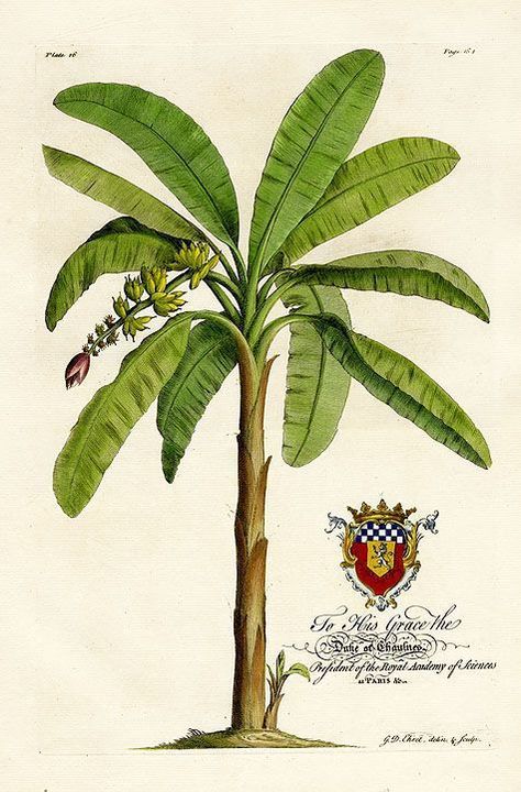 Illustration Botanique, Banana Tree, Vintage Botanical Prints, Botanical Painting, Scientific Illustration, Palm Tree Print, A Banana, Tree Drawing, Plant Illustration