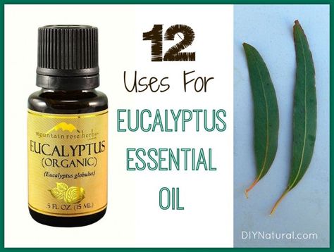 Eucalyptus Oil Uses - A Powerhouse Essential Oil Eucalyptus Essential Oil Uses, Eucalyptus Oil Uses, Frankincense Essential Oil Uses, Essential Oil Beauty, Essential Oils For Headaches, Mountain Rose Herbs, Naturopathic Medicine, Homemade Ranch, Homemade Beauty